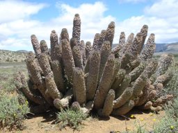 Hoodia pilifera subsp. annulata many-stemmed clump